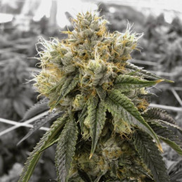Arjan's Haze 1