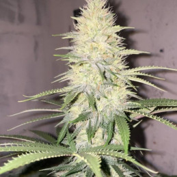 Bubba Slush