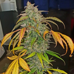 Exodus Cheese Auto