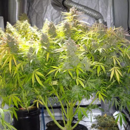 GH Amnesia