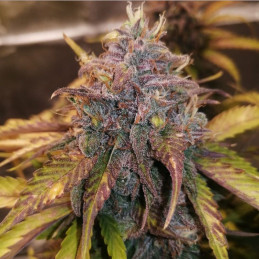 King's Kush