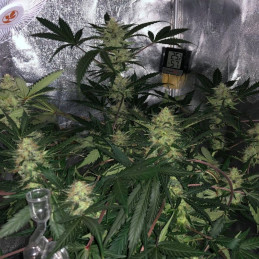 King's Kush Auto