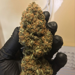 Super Bud Auto