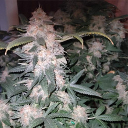 Super Critical