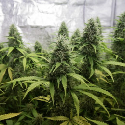 AK Kush
