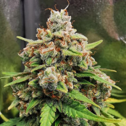 Moscow Blueberry