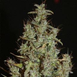 Siberian Haze
