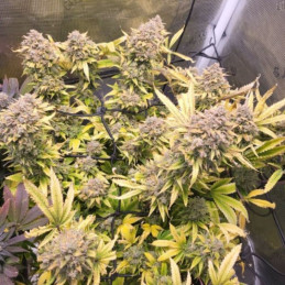 Gelato-K