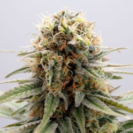 GSC
