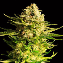 Indica Cream