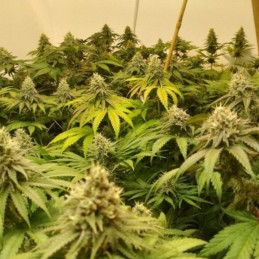 Lemon Haze Auto