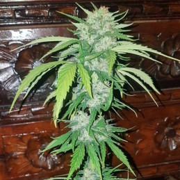 Mikromachine Auto