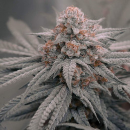 Zookies