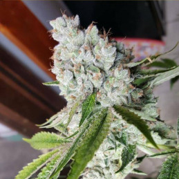 Auto Silver Bullet
