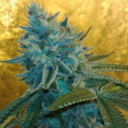 Auto God's Glue