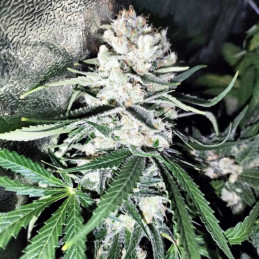Gods Glue