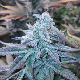 Auto White Berry