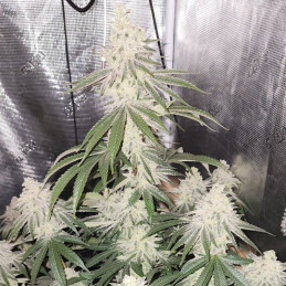 Atomical Haze