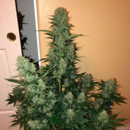 Sweet Peach Auto CBD