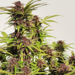Purple Haze Auto