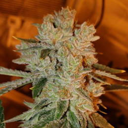 Grandaddy Black