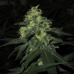 Cannafuel CBD +