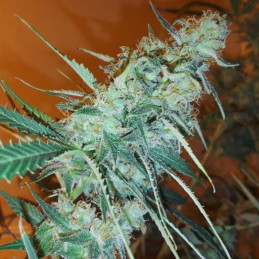 Bruce Banner 3 Fast