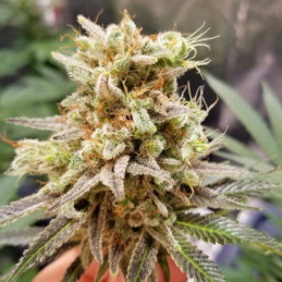 Bruce Banner 3 Auto