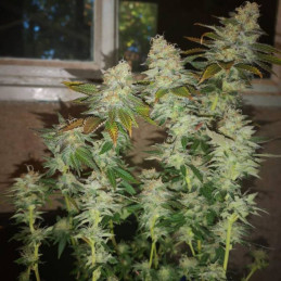 Gorilla Glue 4