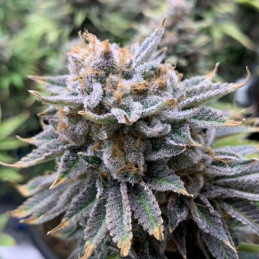 Auto Purple
