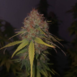 Betty Kush