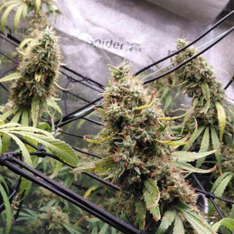 Green Candy