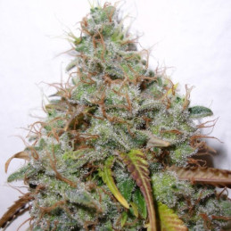 White Berry