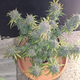 Auto Blue