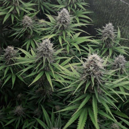 Afghani 1