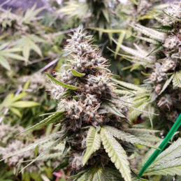 Afghani 1 Automatic