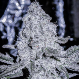 Himalayan CBD