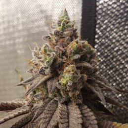 Shiva Skunk