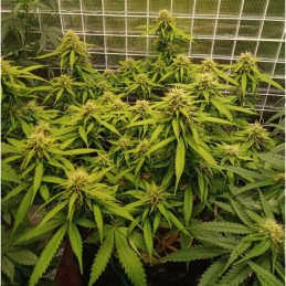 Super Skunk Auto