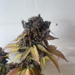 Black Jack