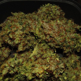 Cream 47