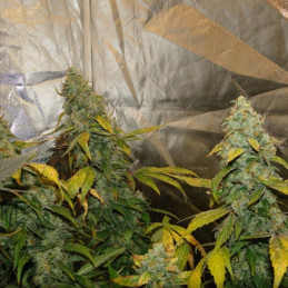 Cream Caramel CBD
