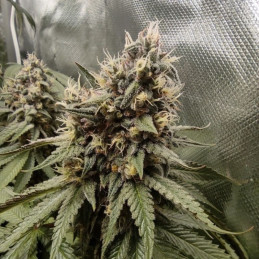 Devil Cream Auto