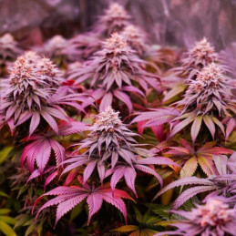 Green Poison CBD