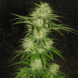 Ice Cool Auto
