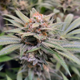 Indigo Berry Kush