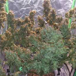 Jack 47 Auto