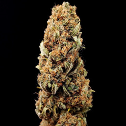 Killer Kush Auto