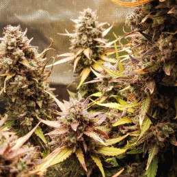 Purple Punch OG