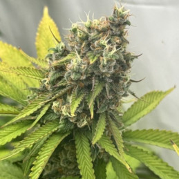 Sweet Amnesia Haze